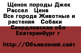 Щенок породы Джек Рассел › Цена ­ 45 000 - Все города Животные и растения » Собаки   . Свердловская обл.,Екатеринбург г.